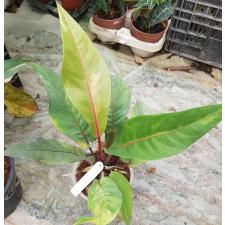 Anthurium variegated sp 11