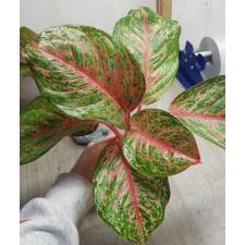 Aglaonema P-15 Miss- Thailand