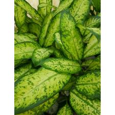 Dieffenbachia Hong Hern