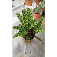 Calathea Lancifolia 14 cm pot