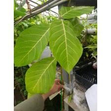 Ficus sp.(T32) 'Golden Supreme' 413