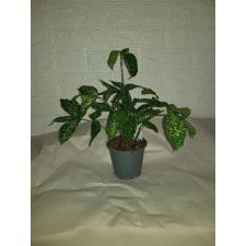 Dracaena Godsefiana 12 cm pot