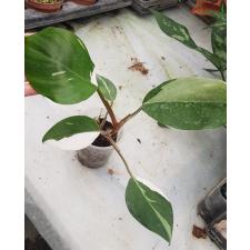 philodendron white knight 450p