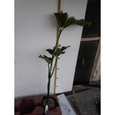 Garcinia mangostana (white variegated)213