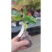 Aglaonema pictum 'Bicolor' 83