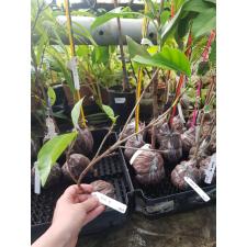 Gardenia gjellerupii 356/1