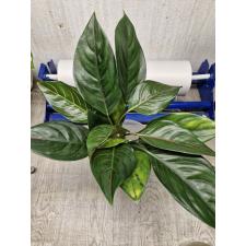 Aglaonema P-19 Khunmak