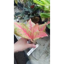 Aglaonema Red Moon 49