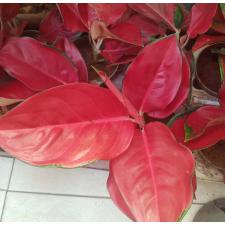 aglaonema super red star 12 см горшок
