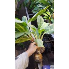 Aglaonema Ngern Tem Baan (Silver form) 45/2