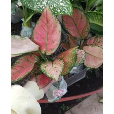 Aglaonema P-29 Anyamane Rose