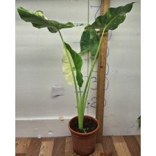 Алоказия Макрориза варегатная / alocasia macrorrhiza variegata (L)