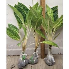 Аглаонема Тонг сумран / Aglaonema Tong sumran A-56