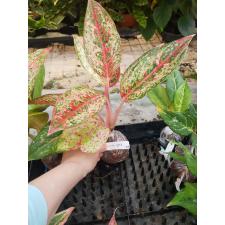 Aglaonema Prakay Ngern 70/1