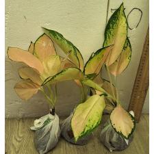 Аглаонема Орандж Кочин / Aglaonema Orange Cochin