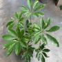 Schefflera arboricola ‘Splash’.