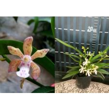 Неофинетия фалката × Аеридес флабеллата / Neofinetia falcata x Aerides flabellata