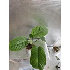 Philodendron sp.(T30)  tenue х Jose Buono pot 