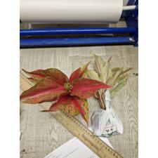 Aglaonema SP-14 Red Queen