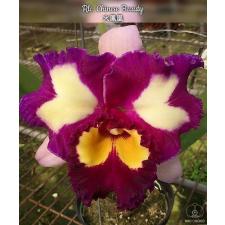 Rlc. Chinese Beauty 2.5" B39 april