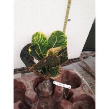 Codiaeum Pomprab Sattrupai 155