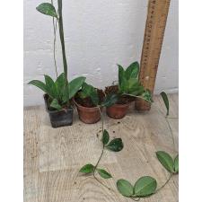 Хойя Крассиопетиолата Сплеш / hoya crassipetiolata splash (M)