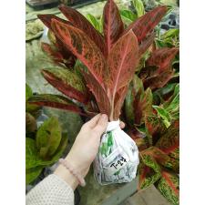 Aglaonema T27 Vicduri