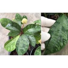 Elatostemma sp.(T03) 136