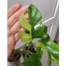 Monstera 'Miniature' (white variegated)