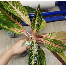 Aglaonema P-1 Banlung