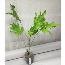 Drynaria sp.(T01)(wavy leaf) 120