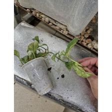 Monstera lechleriana (white variegated)