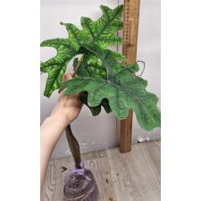 Alocasia jacklin