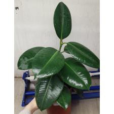 ficus elastica robusta M