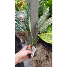 Aglaonema Moradok Lok (long leaf)(brevispathum hybrid) 36/1