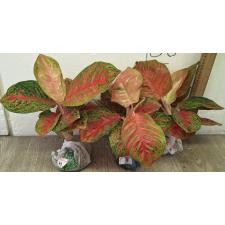 Аглаонема Сомбат Сиам красный круглый лист. / Aglaonema Sombat Siam red round leave A-42