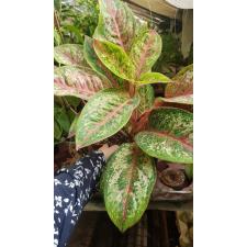 Aglaonema sp Karat 12 cm pot