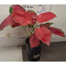Аглаонема Чанг Данг / Aglaonema Chang Dang в горшке