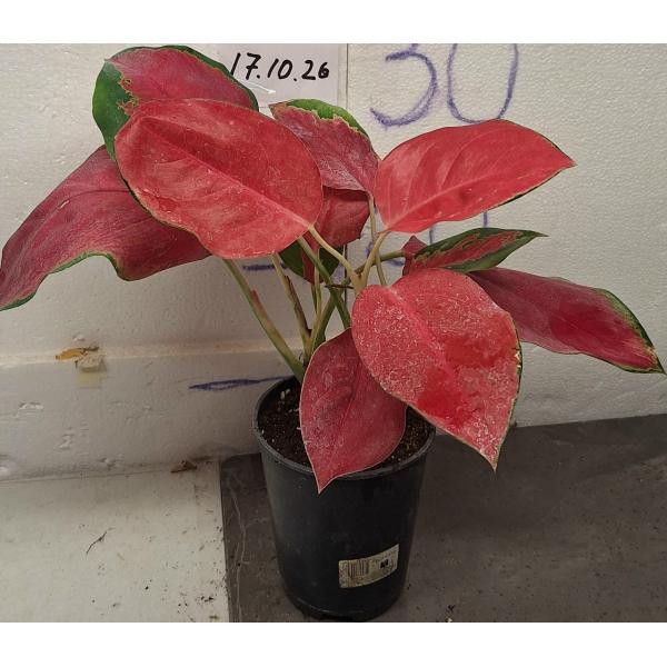 Аглаонема Чанг Данг / Aglaonema Chang Dang в горшке