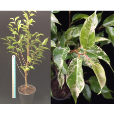Ficus benjamina 'White Marble'402