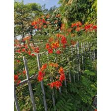 Caesalpinia pulcherrima сеянцы в стакане