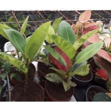 ficus elastica moonlight 12 cm pot L 1800p