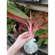 Aglaonema NEW9 Lipstick