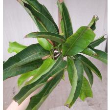 Mangifera indica 'Yay Glum'. 199