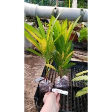 Codiaeum Golden Lance 260