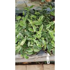 ficus sagittata variegata 950p