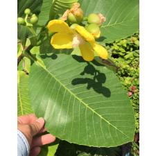 Dillenia suffruticosa (yellow flower) 130/1