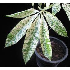 Пахира водная варегатная / Pachira aquatica  variegated
