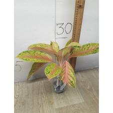 Aglaonema 30 millions A-90