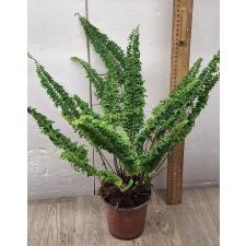 Nephrolepis exaltata cv. Wagneri (M)